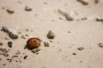 Brown shell on white sand beach. Small seashell. Tropical nature object. Ocean wildlife. Seashore concept.