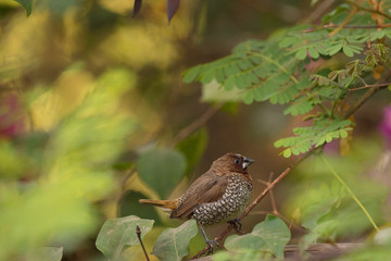 Scaly Breasted Munia