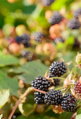  Ripe and unripe blackberries on bush.