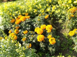 yellow flowers