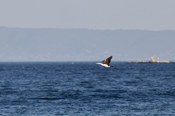 pied cormorant