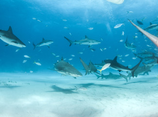 Caribbean reef shark and lemon shark at the Bahamas