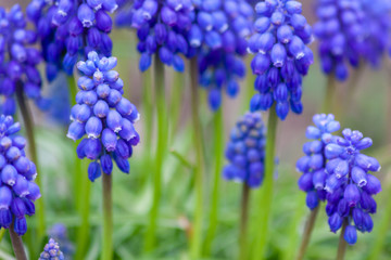 Bezaubernde blaue Blütenkelche heißen den Frühling willkommen