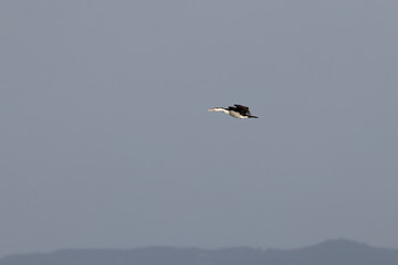 pied cormorant