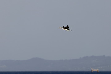 pied cormorant