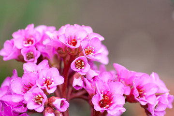 Pink-rosafarbene Blüten heißen den Frühling eindrucksvoll willkommen