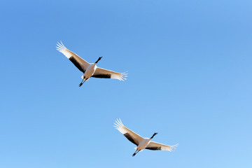 鶴　鳥　青空　飛翔