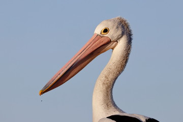 australasian pelican
