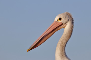 australasian pelican
