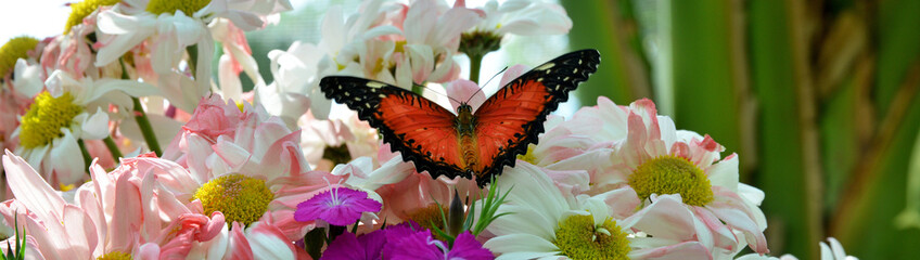 closeup of butterfly and animals