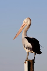 australasian pelican