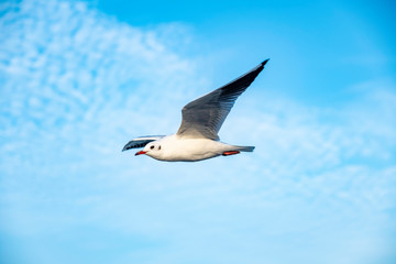 Lone fyling seagull on a bright day light with blue sky background.
