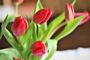 An Image of a tulip