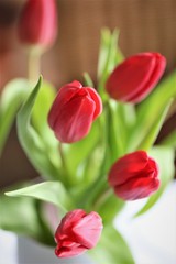 An Image of a tulip