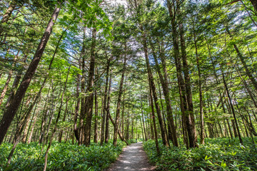 Obraz premium Summer Forest Landscape,Pathway at Kamikochi in Japan