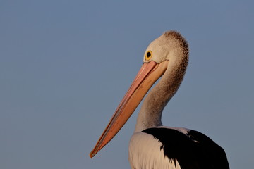 australasian pelican
