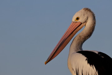 australasian pelican