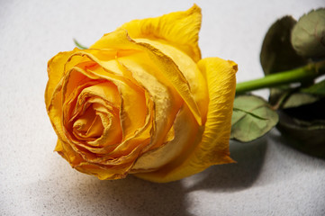 Faded big bright yellow flower of rose are laying on the white table with its shadow reflection. Green leaves and thorns. Light background