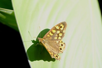 Papillon