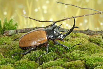 Unicorn beetle (Eupatorus graciliconis) also known as the Five-horned rhinoceros beetle, or Hercules beetles. Famous exotic pets form Thailand