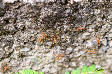 Closeup of little orange Fire ant on tree