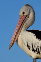 australasian pelican
