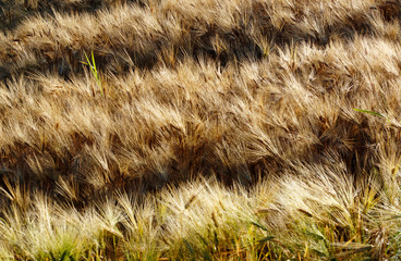 Wheat field texture in French countryside