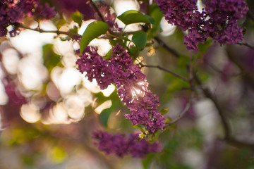 Branch of lilac flowers