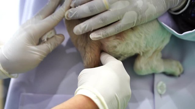 Veterinarian taking temperature of cat in veterinary clinic, veterinarian taking a cat temperature