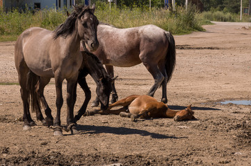 Four horses are walking. Sand road in the field with trees far away. Travelling