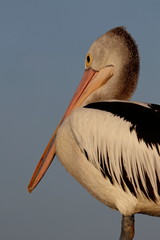 australasian pelican