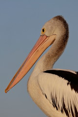 australasian pelican