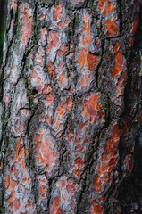 Background from an old tree with dark bark close up