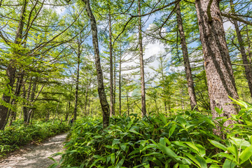 Obraz premium Summer Forest Landscape,Pathway at Kamikochi in Japan