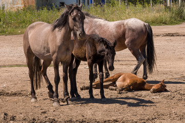 Four horses are walking. Sand road in the field with trees far away. Travelling