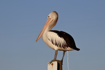 australasian pelican