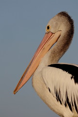 australasian pelican