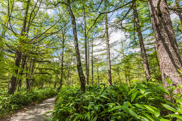 Summer Forest Landscape,Pathway at Kamikochi in Japan