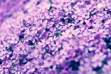 Obraz premium many small purple flowers buddleia with a close-up on a flowerbed