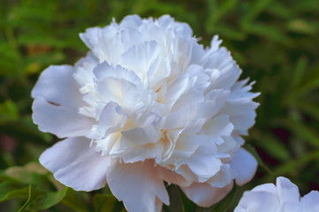 big white peony flower growing on a bush with green leaves
