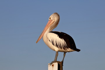 australasian pelican