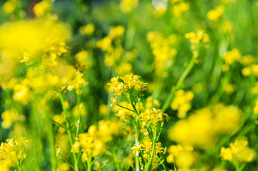 bunch of yellow flowers growing on a green stalk against a background of blurry yellow flowers