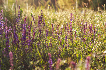 background of various green plants and tall wildflowers of purple color on the lawn flooded with sunlight
