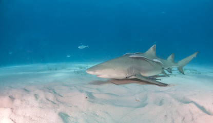 Lemon shark at the Bahamas