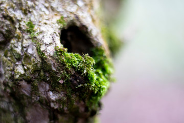 Naklejka premium Patches of tree moss growing on woodland tree with shallow depth of field 
