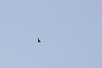 swamp harrier