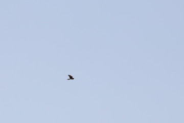 swamp harrier