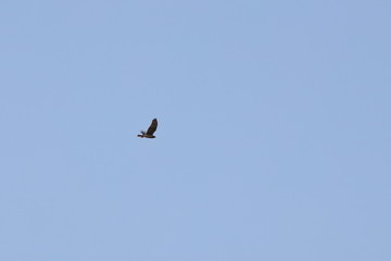 swamp harrier