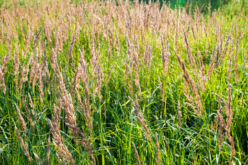 Dry brush grass seeds on a background of green meadows in the sunlight. Natural background