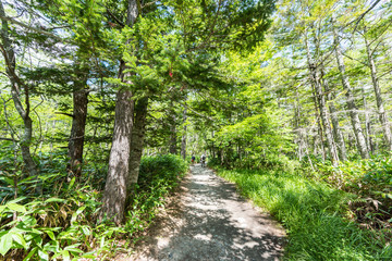 Summer Forest Landscape,Pathway at Kamikochi in Japan